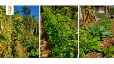 Horta Orgânico Simples | Raposo Tavares | RP-UPSR-0016